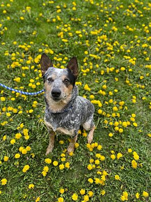 fargo nd dog adoption