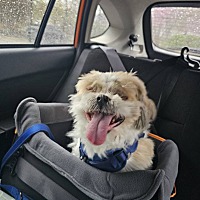 adopt a pet
