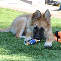 adopt a pet