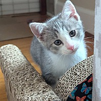 adopt a pet