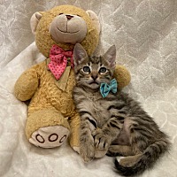 adopt a pet