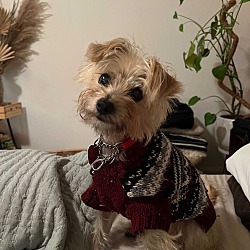 Lulu