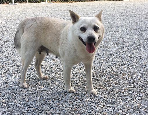 Jacksonville Nc Shiba Inu Meet Winifred A Pet For Adoption