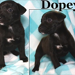 Photo of Dopey