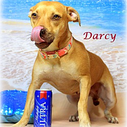 Thumbnail photo of Darcy~adopted! #2