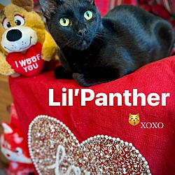 Thumbnail photo of Lil' Panther #1