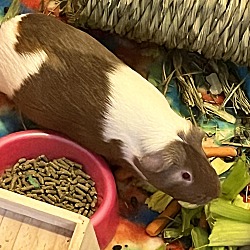 Thumbnail photo of Little Piggies - need home #4