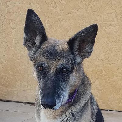 Cupertino, CA - German Shepherd Dog. Meet Tessa T a Pet for Adoption ...