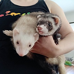 bonded pet photo