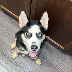 Photo of Koda 