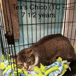 Photo of Tex's Chico (TC)