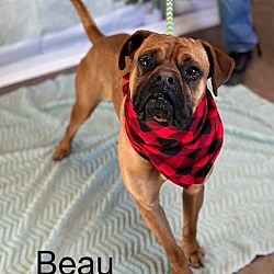 Thumbnail photo of Beau #1