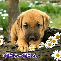 Photo of Cha-Cha