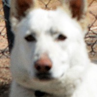 adopt-pet