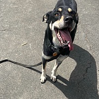 adopt a pet