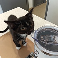 adopt a pet