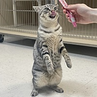 adopt a pet