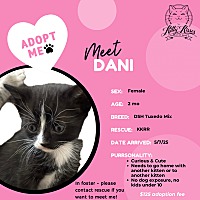 adopt a pet