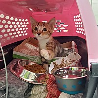adopt a pet