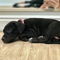 Denver, CO - Pet Adoption. Sunshine Canyon Dog Rescue has dogs ... Denver, CO - Pet Adoption. Sunshine Canyon Dog Rescue has dogs ...