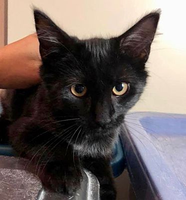 New York Ny Domestic Mediumhair Meet Nora A Pet For Adoption