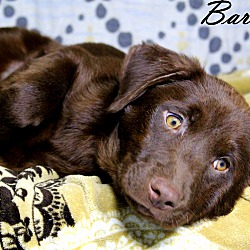 Thumbnail photo of Barniby~adopted! #3