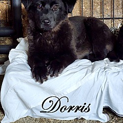 Thumbnail photo of Dorris ~ meet me! #1