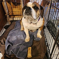 Photo of Rescue Bess