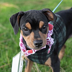 Thumbnail photo of Fencing Pup - Lee #1