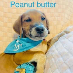 Thumbnail photo of Peanut Butter AM #4