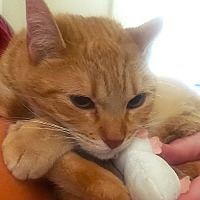 adopt a pet