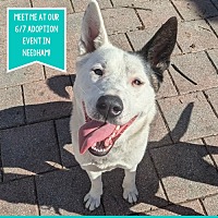 adopt a pet