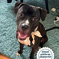adopt a pet
