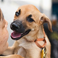 adopt a pet