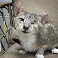 adopt-pet