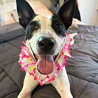 adopt a pet