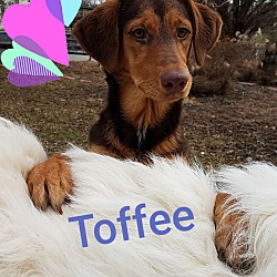 Thumbnail photo of Toffee-great family dog! #1