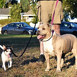 bonded pet photo