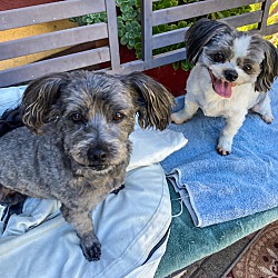 Thumbnail photo of Toby and Obie #2