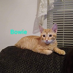 Photo of Bowie