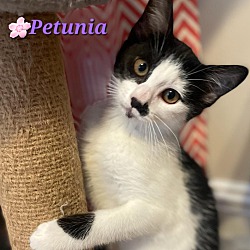 Thumbnail photo of Petunia - Yorba Linda #1