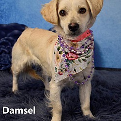 Photo of Damsel