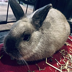 Thumbnail photo of Nani (Rabbit) #3