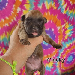 Photo of Chicky