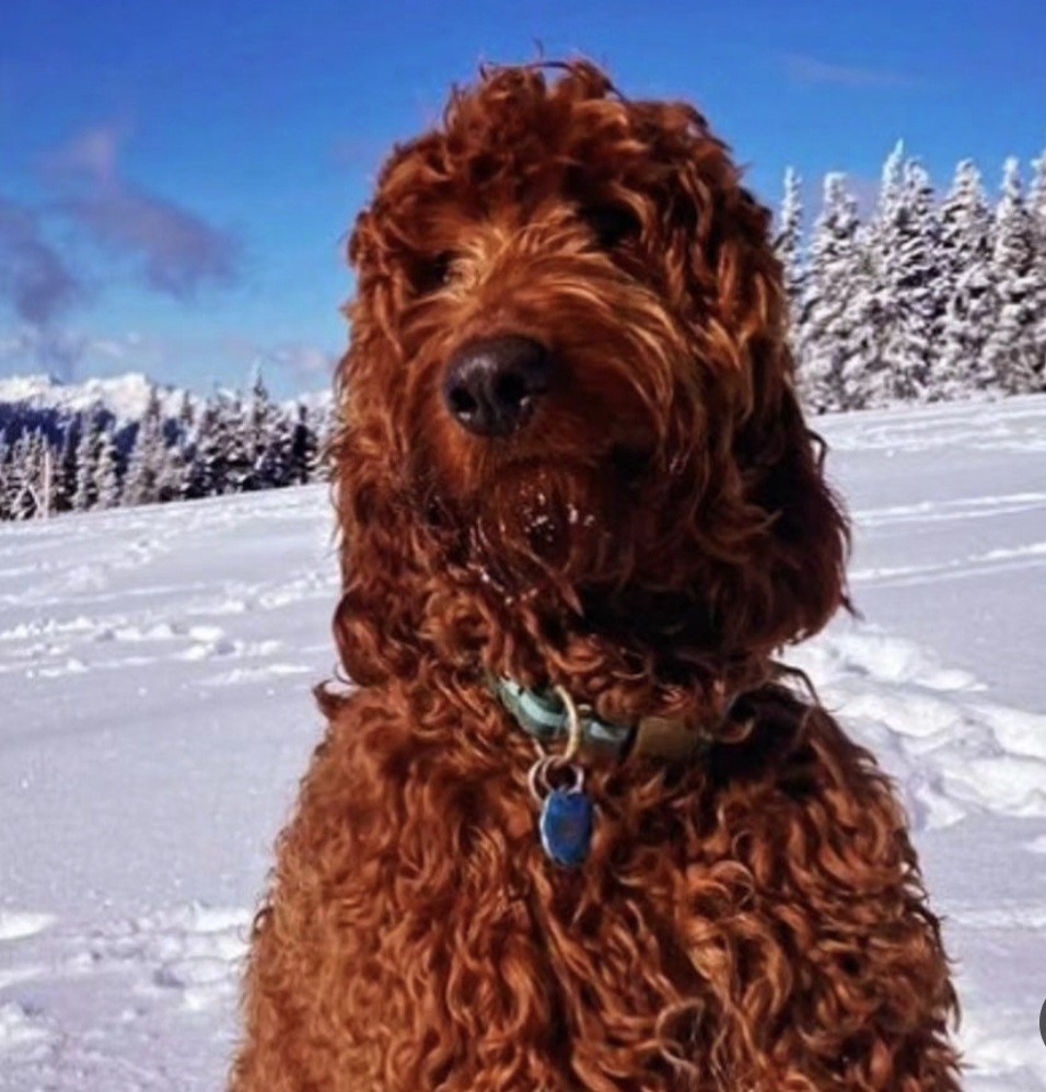 Adopt Jack a Red/Golden/Orange/Chestnut Irish Setter / Poodle (Standard