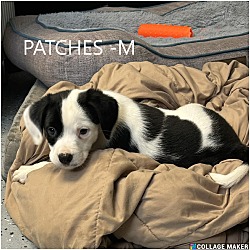 Thumbnail photo of Patches #4
