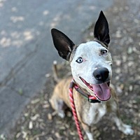 adopt a pet