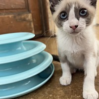 adopt a pet