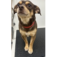 adopt-pet