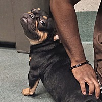 adopt a pet